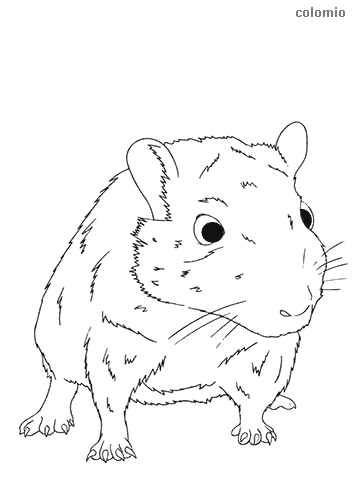 Mice coloring pages free printable mouse coloring sheets
