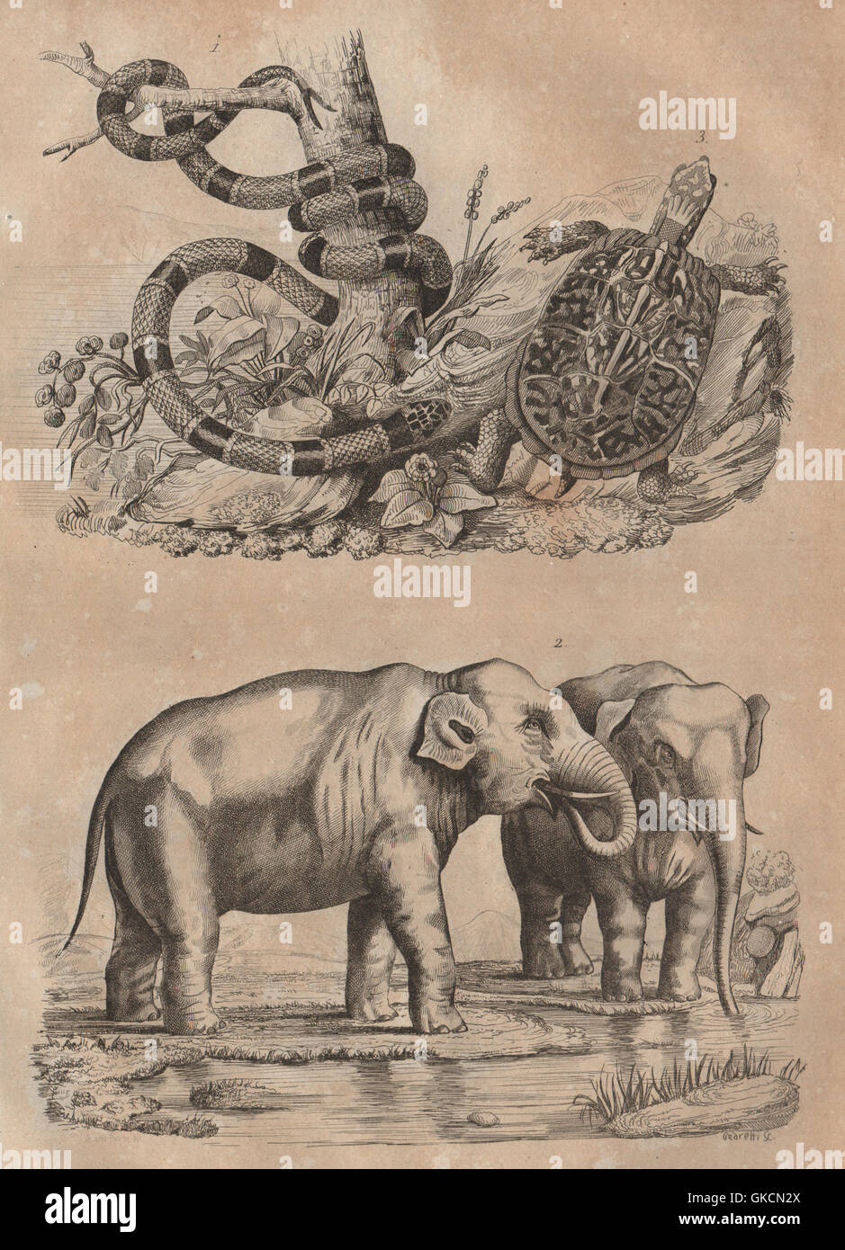 Snake and elephant hi