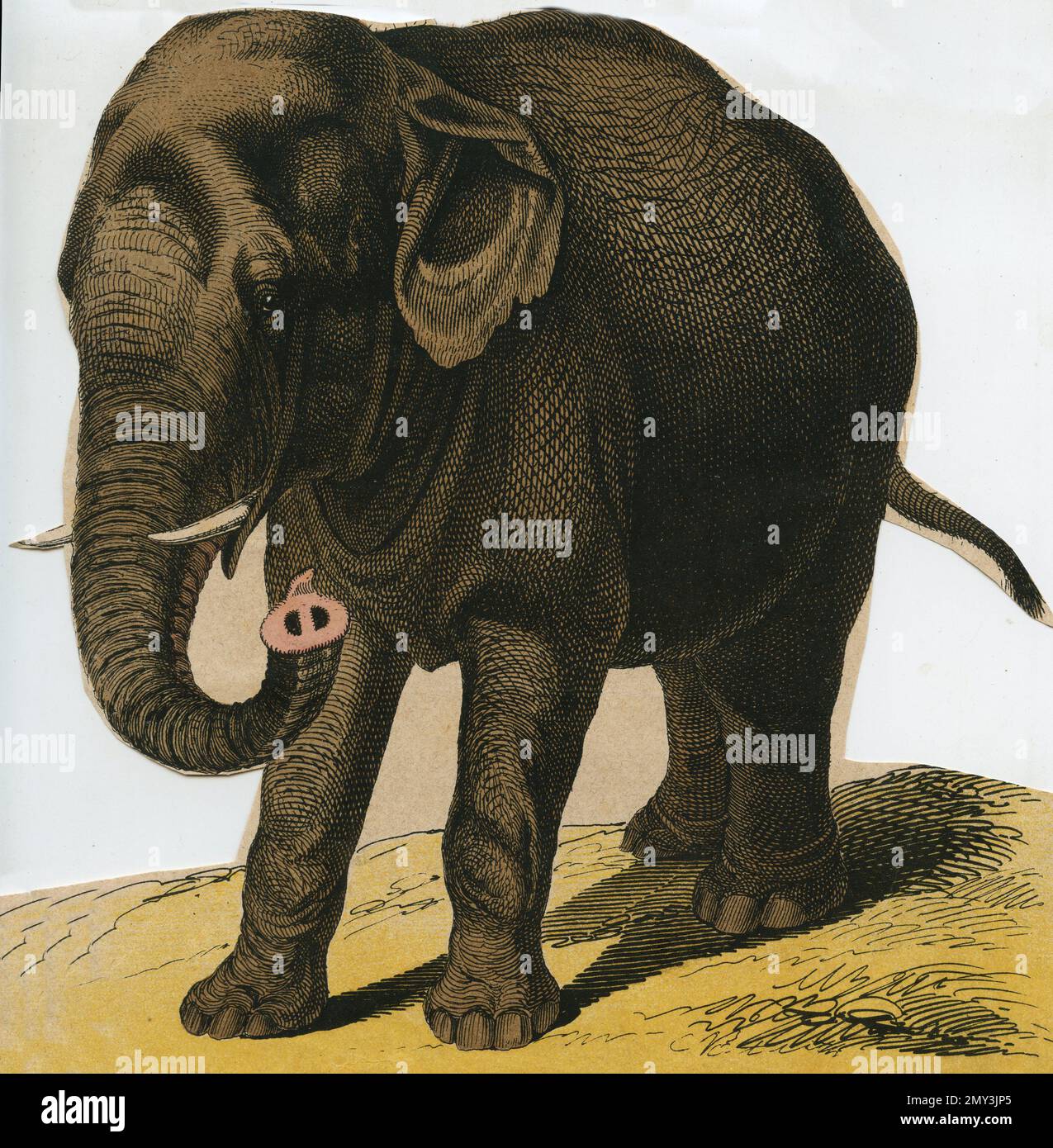 Elephant illustration book hi
