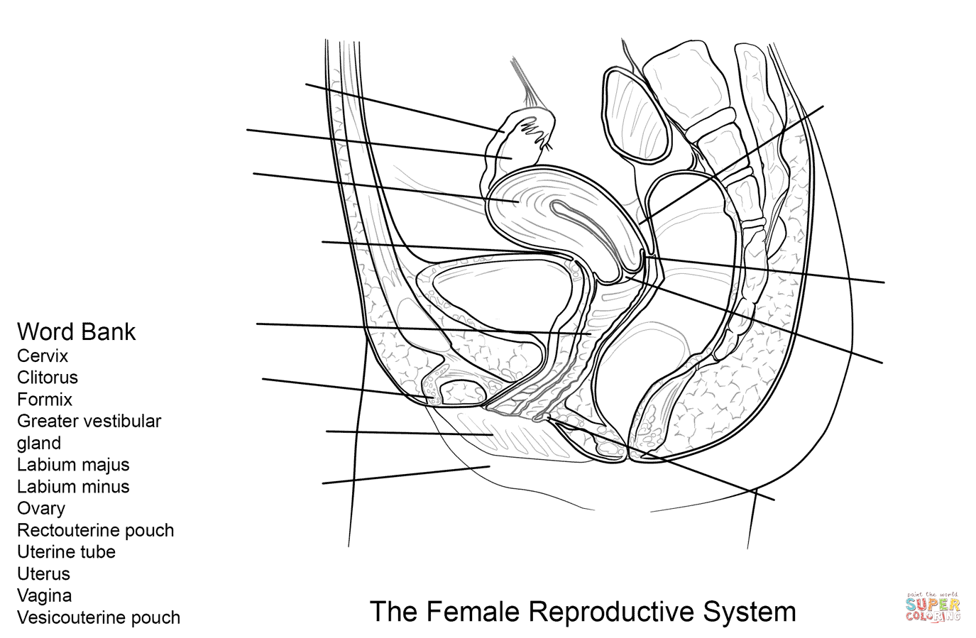 Female reproductive system reproductive system coloring pages