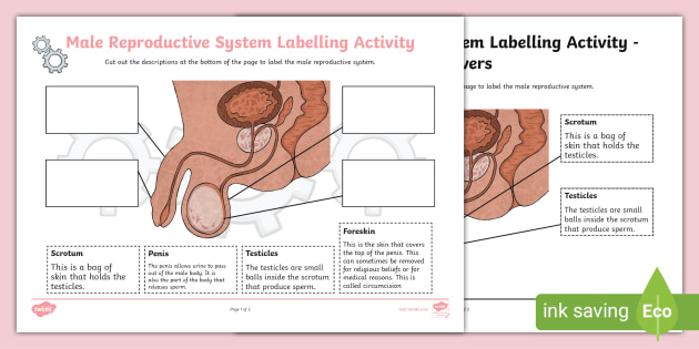 Rshp male reproductive system labelling activity