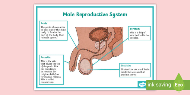 Rshp male reproductive system display poster teacher