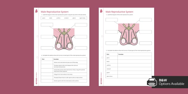 Male reproductive system worksheet beyond teacher made