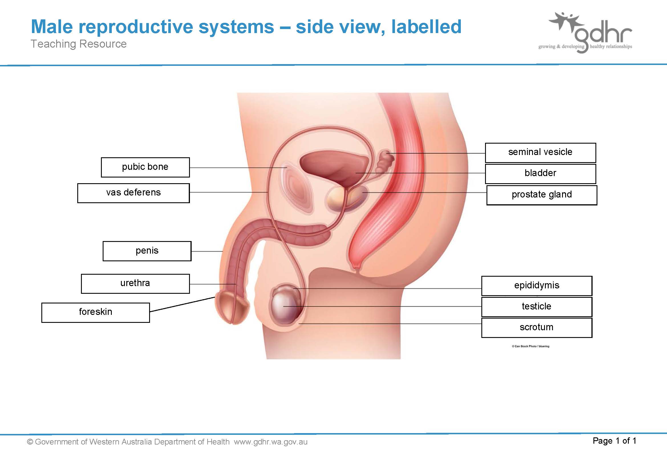 Male reproductive system
