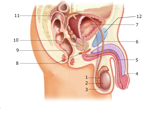 Label the male reproductive system flashcards
