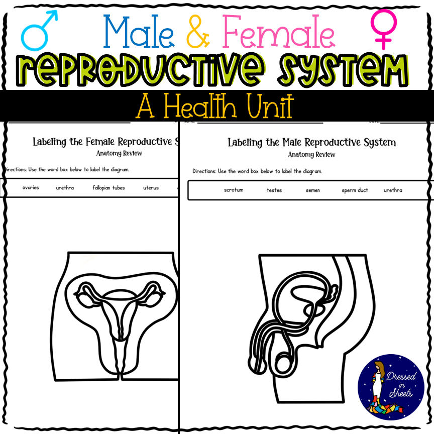 Male and female reproductive systems a health unit made by teachers