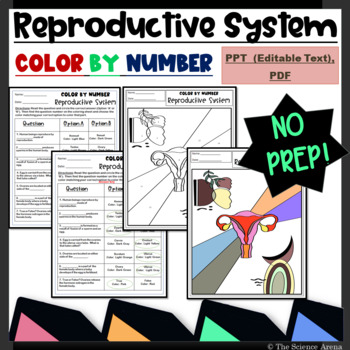 Reproductive system color by number editable qas coloring human body systems