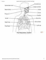 Male reproductive system worksheet coloring page free printable coloring pagespdf