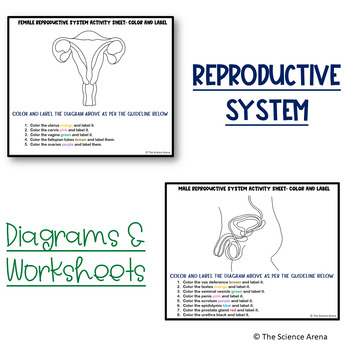 Reproductive system male female diagrams labeled unlabeled and worksheets