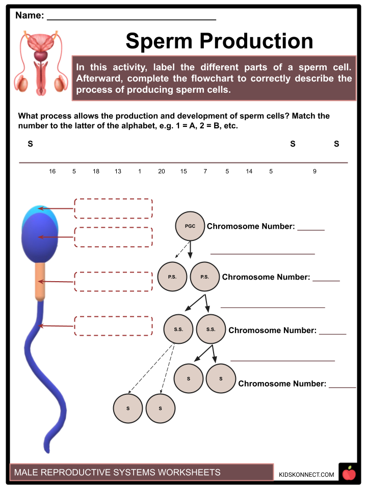 Male reproductive system worksheets what is reproduction sperm cells and reproduction