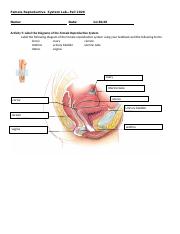 Male reproductive system worksheet coloring page free printable coloring pagespdf