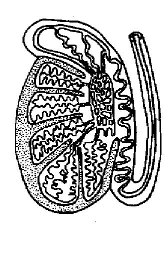 Reproductive system worksheet