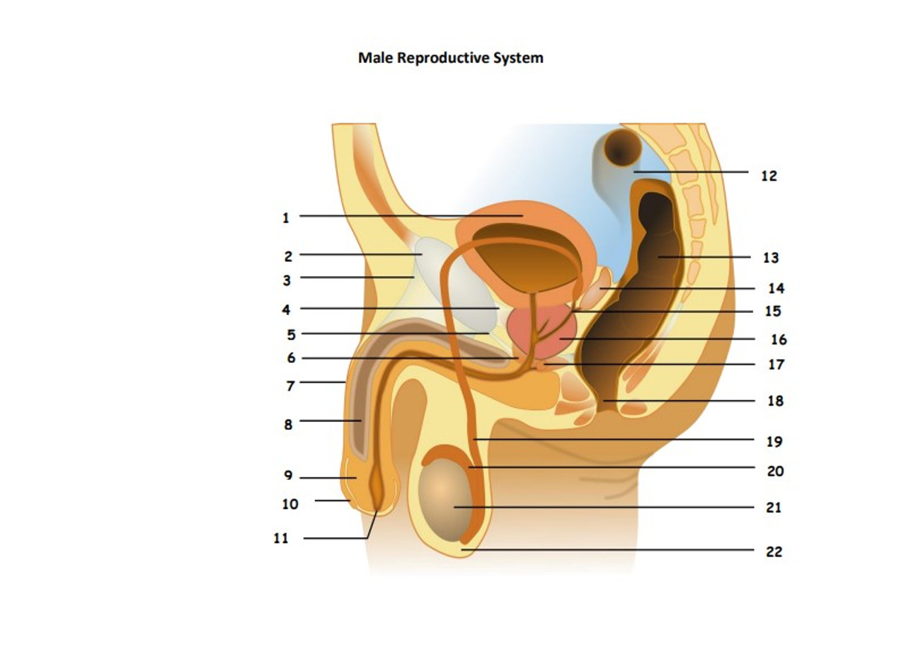 The male reproductive system review bundle for anatomy or physiology