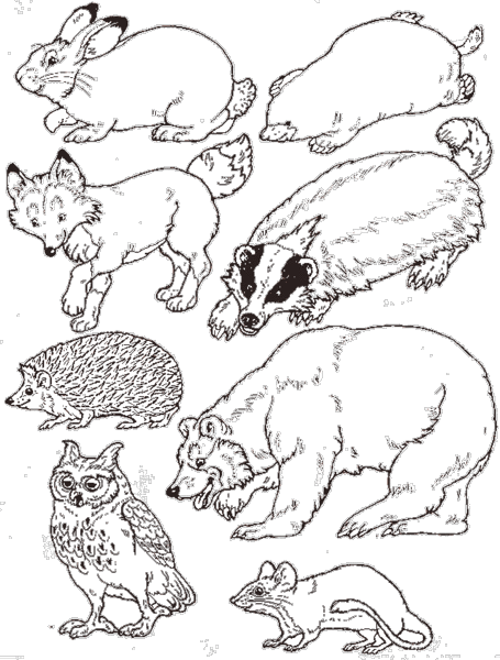 Photo mitten glove animals coloring page jan bretts coloring pages album bumblebee ladybugs garden photo and video sharing made easy