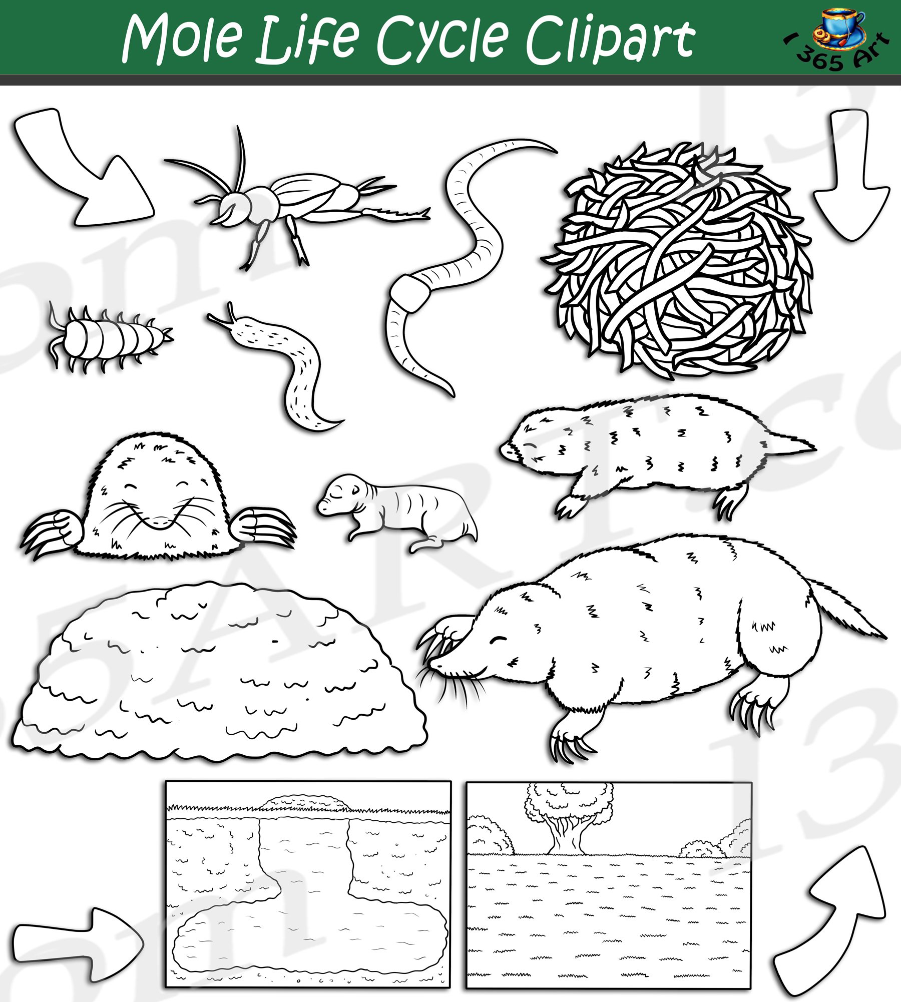 Mole life cycle clipart set download