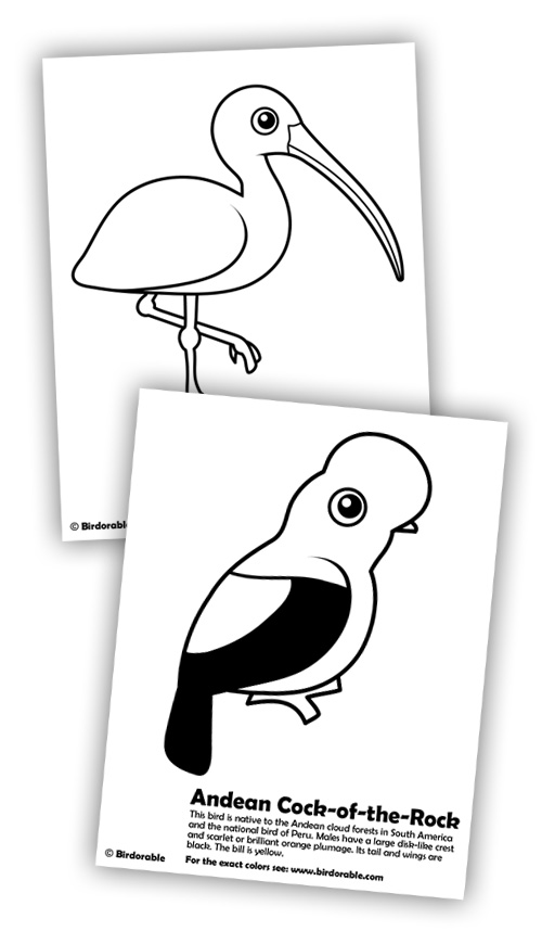 Ibis and andean cock
