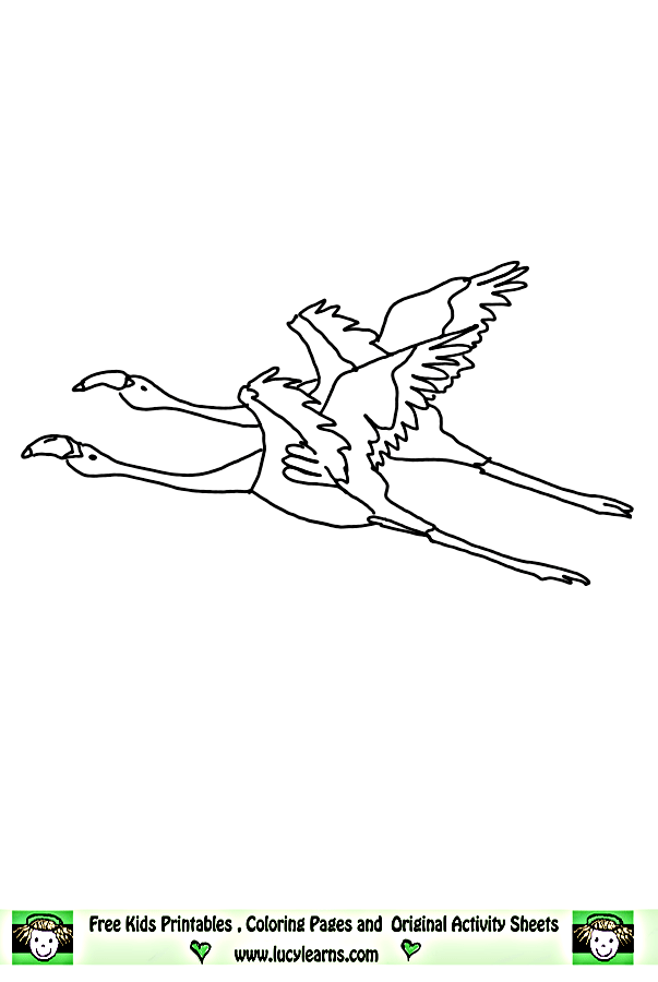 Flying flamingos coloring page flamingo coloring page coloring pages flamingo pictures