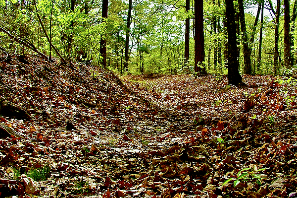 Sunken trace mile natchez trace parkway tennessee greeting card by ruth hager