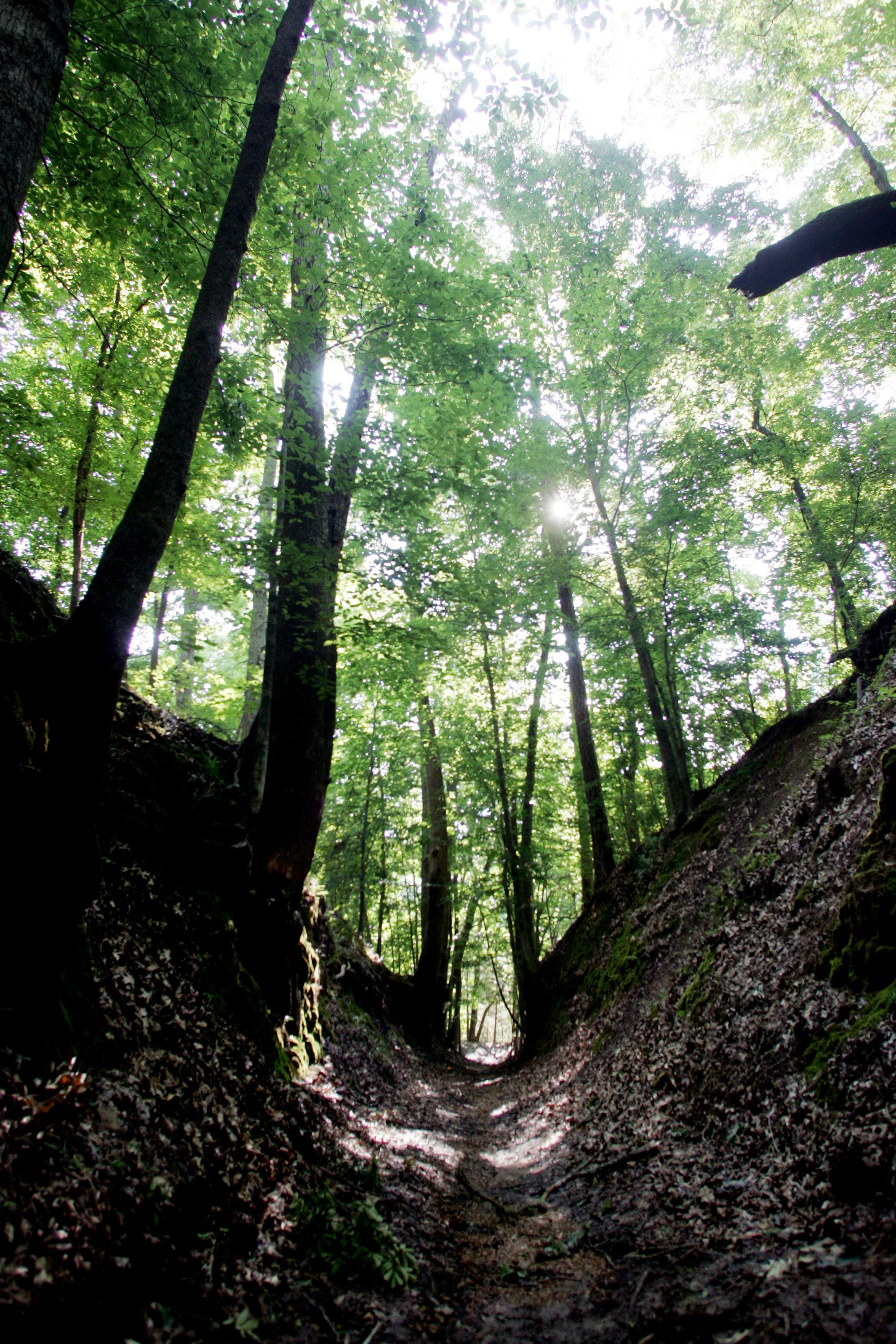 Natchez trace parkway through the years