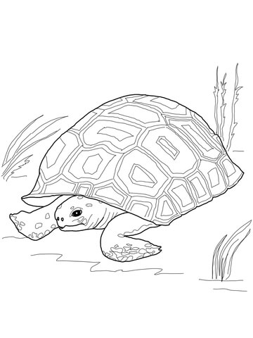 Gopher tortoise coloring page free printable coloring pages