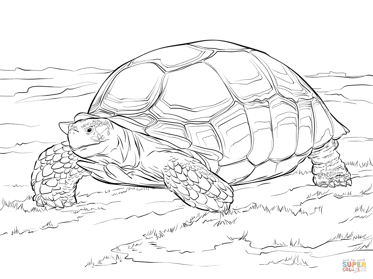 Sulcata tortoise coloring page free printable coloring pages