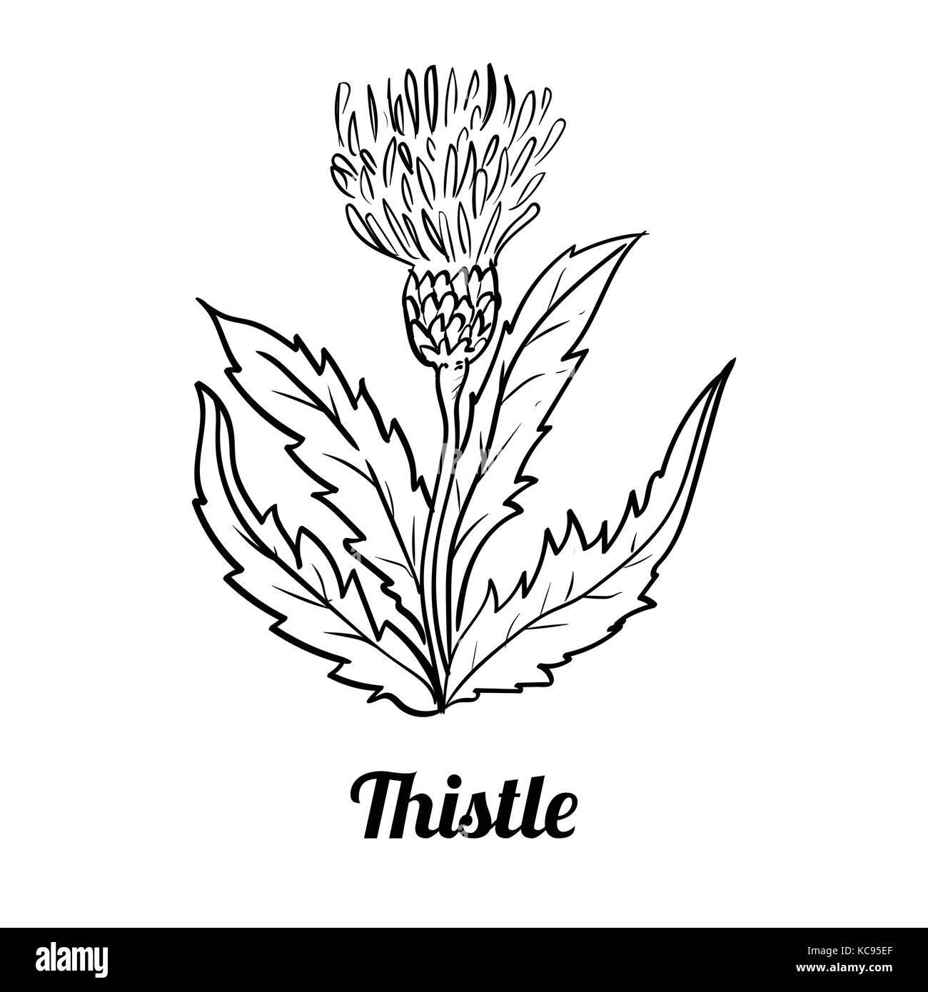 Thistle vector vectors hi