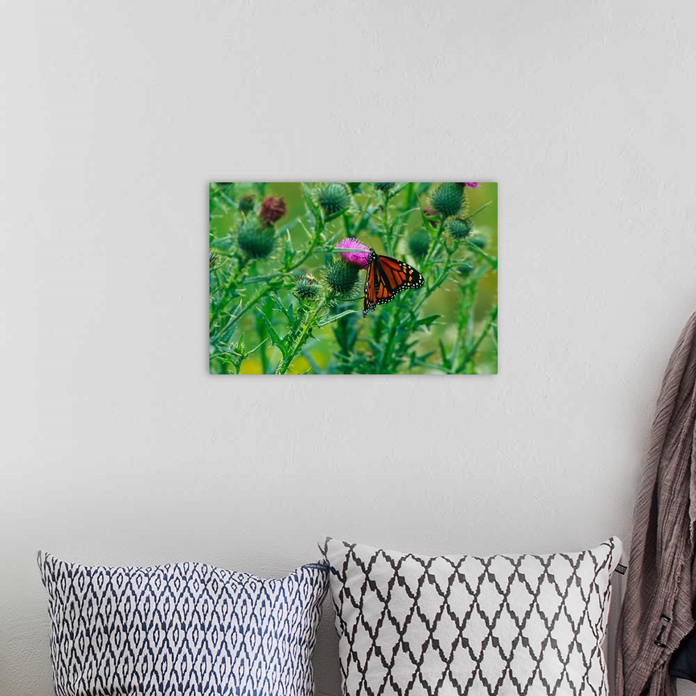 Monarch butterfly danaus plexippus on thistle blossom wall art canvas prints framed prints wall peels great big canvas