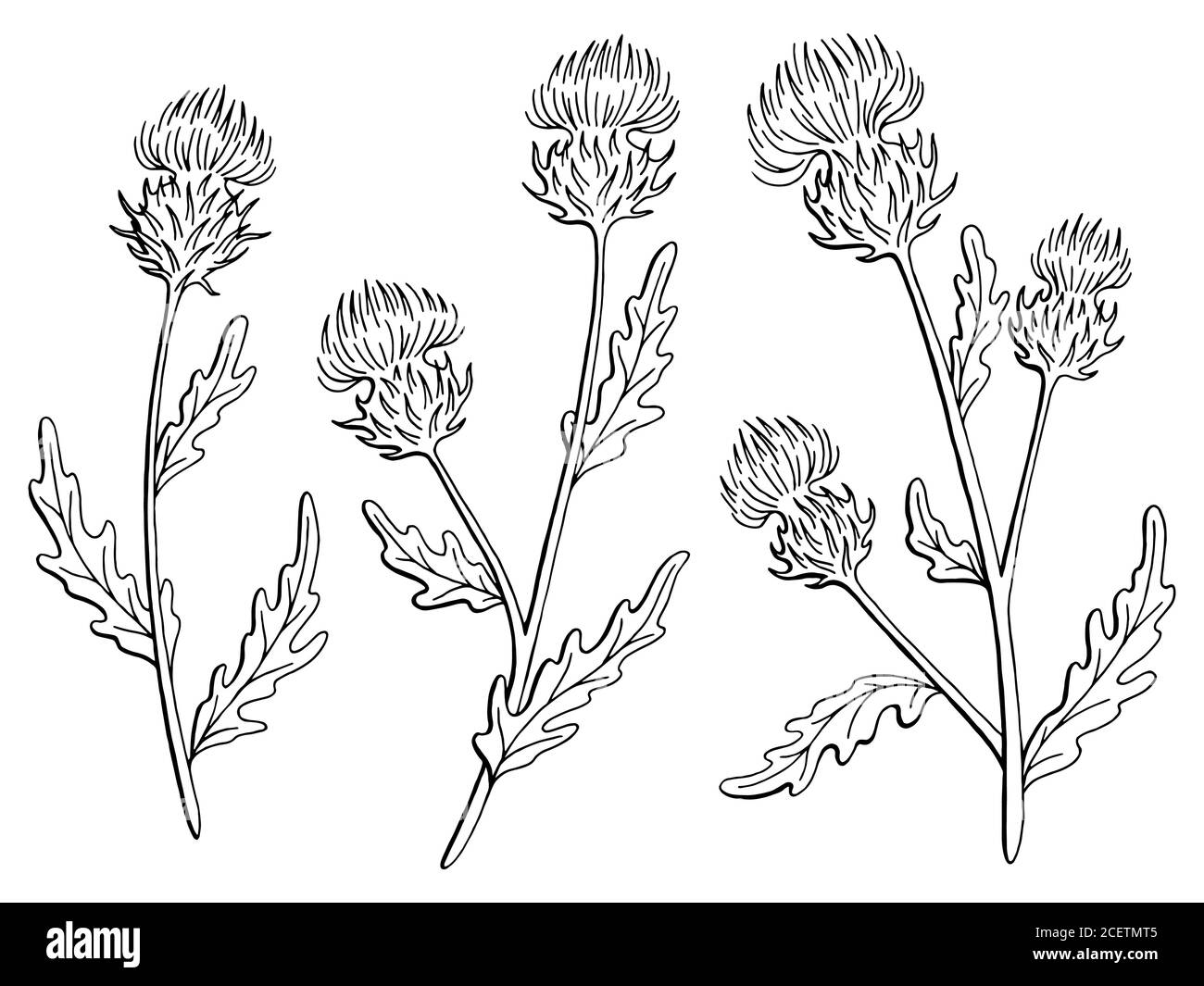 Thistle vector hi