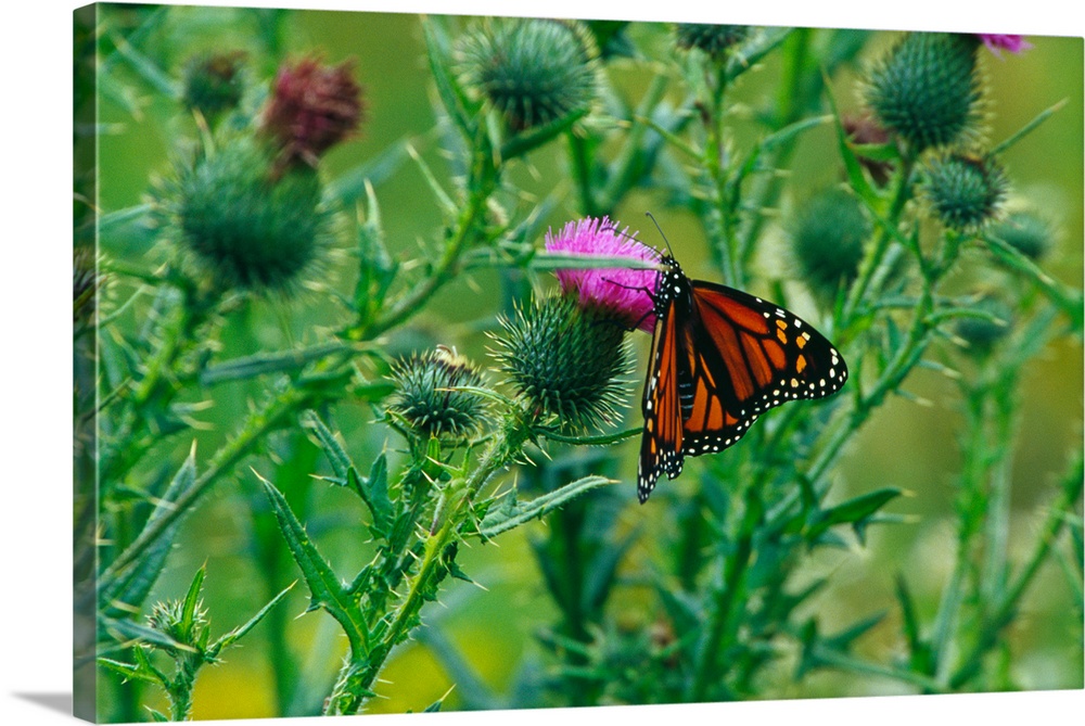Monarch butterfly danaus plexippus on thistle blossom wall art canvas prints framed prints wall peels great big canvas