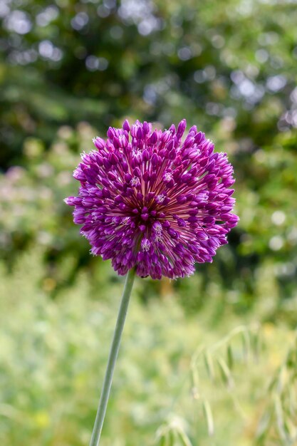 Page sow thistle blossom images