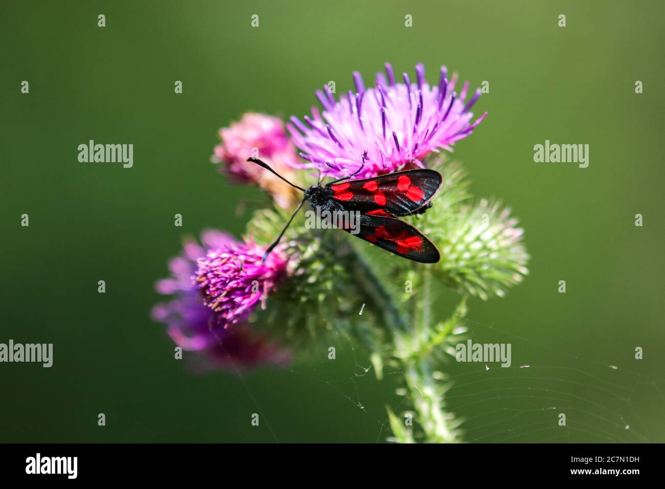 Butterfly honey hi