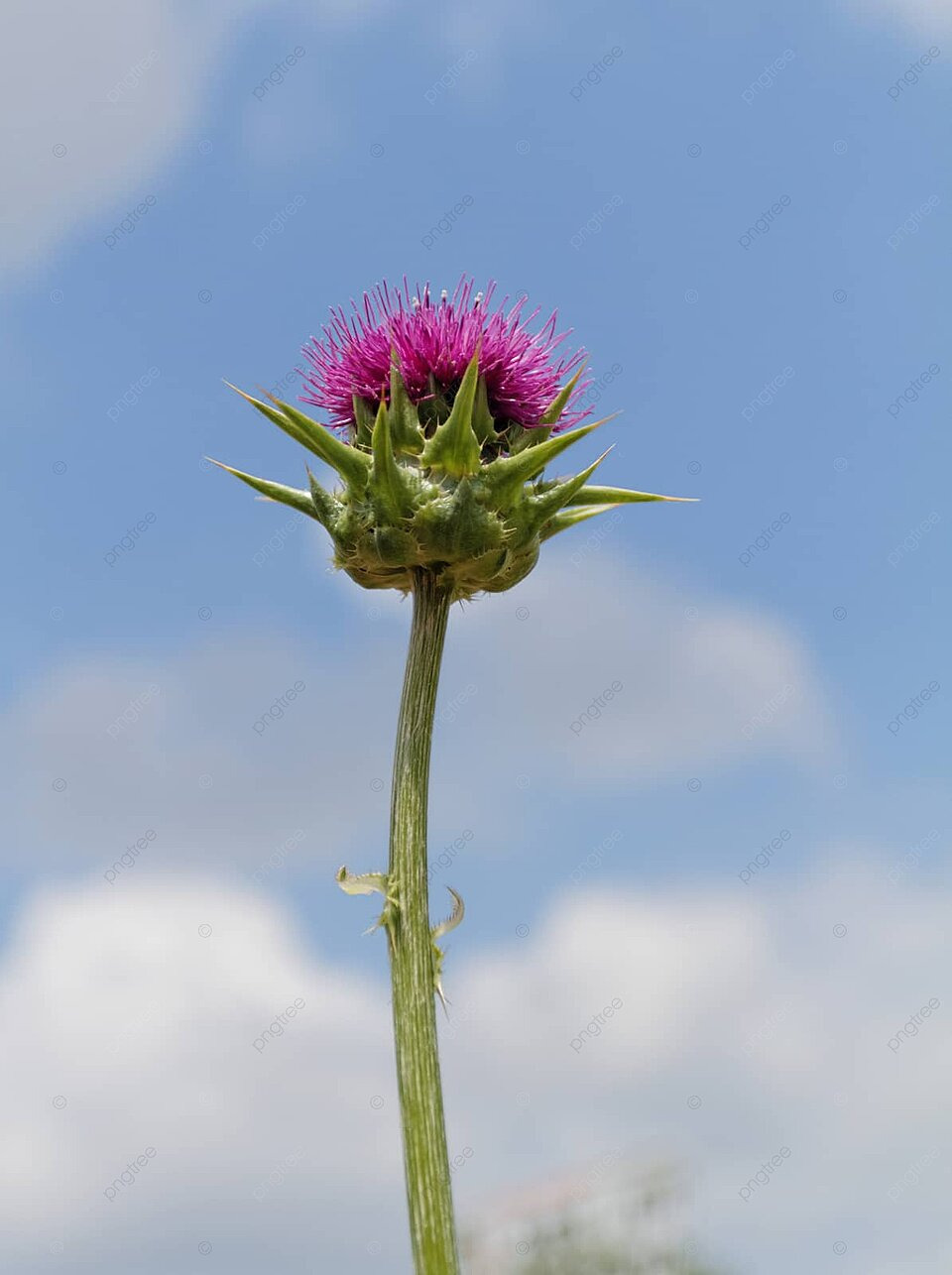 Thistle blossom plant background photo and picture for free download