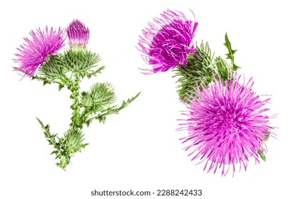 Thistle blossom macro images stock photos d objects vectors