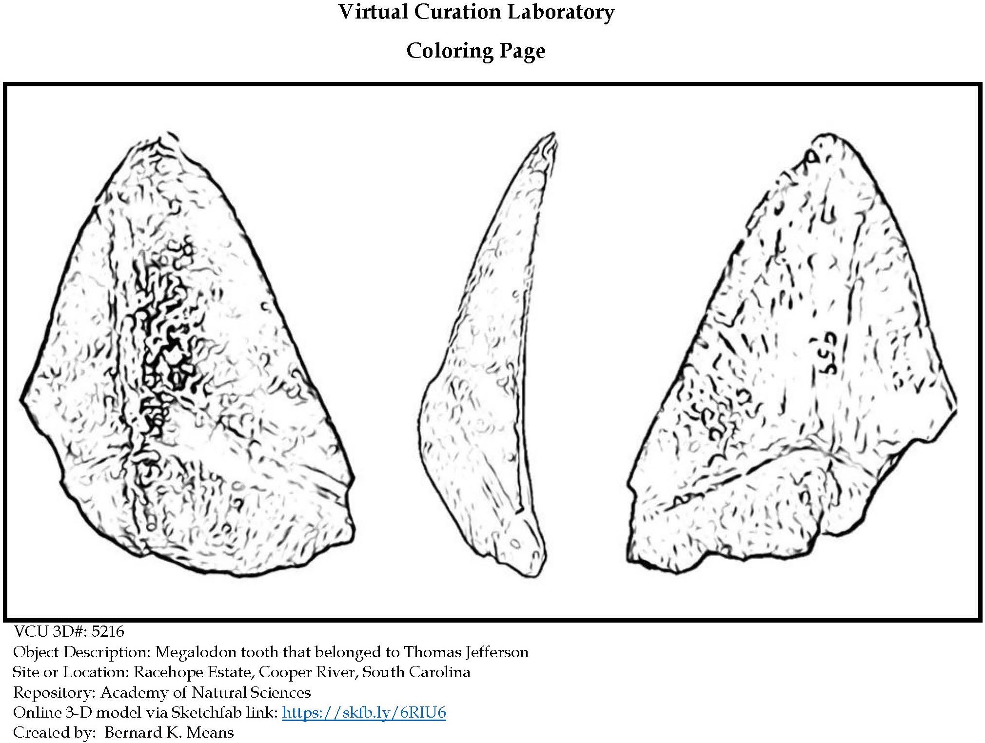 Coloring page for megalodon tooth that belonged to thomas jefferson the virtual curation laboratory