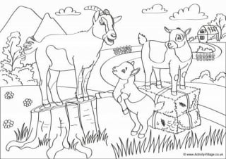 Goat louring pages