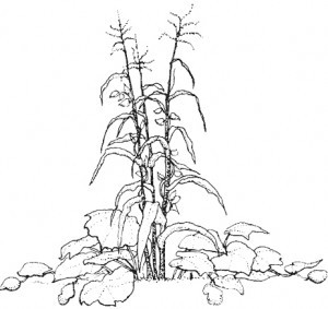 Co