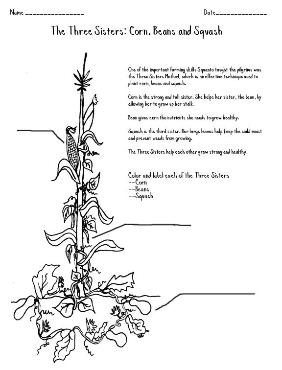 Foods coloring page three sisters native american studies native american food