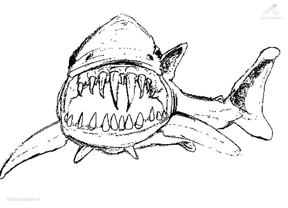 Dibujo de tiburãn para colorear y pintar