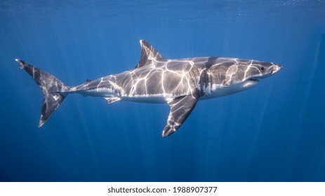 Imãgenes fotos de stock objetos en d y vectores sobre tiburones y rayas