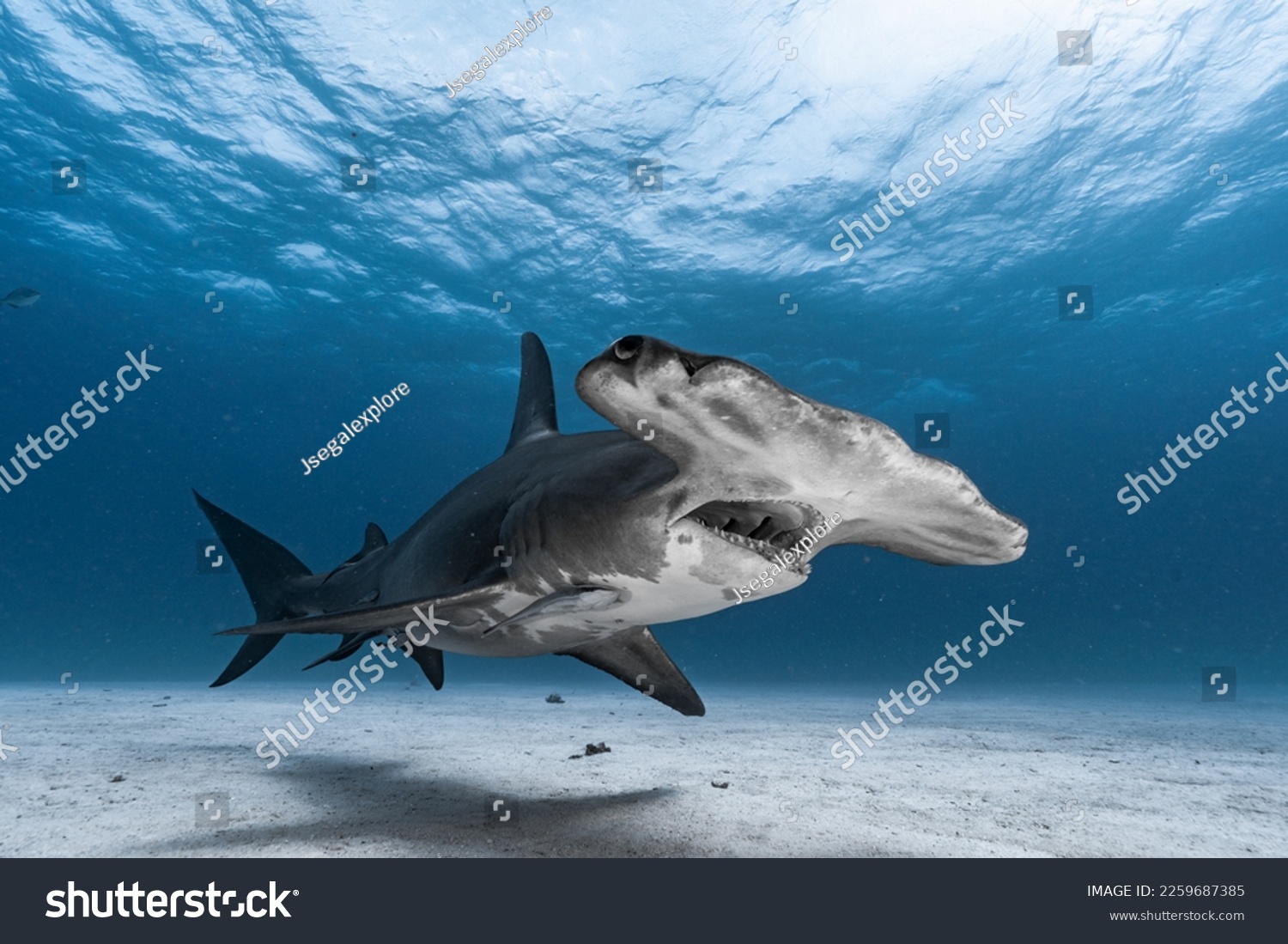 Imãgenes fotos de stock objetos en d y vectores sobre tiburãn martillo