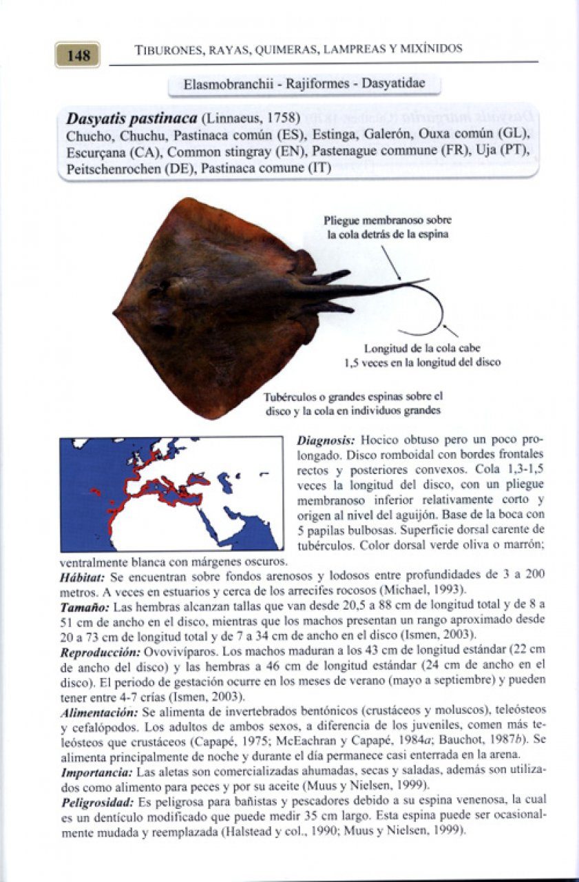 Tiburones rayas quimeras lampreas y mixãnidos de la costa atlãntica de la penãnsula ibãrica y canarias