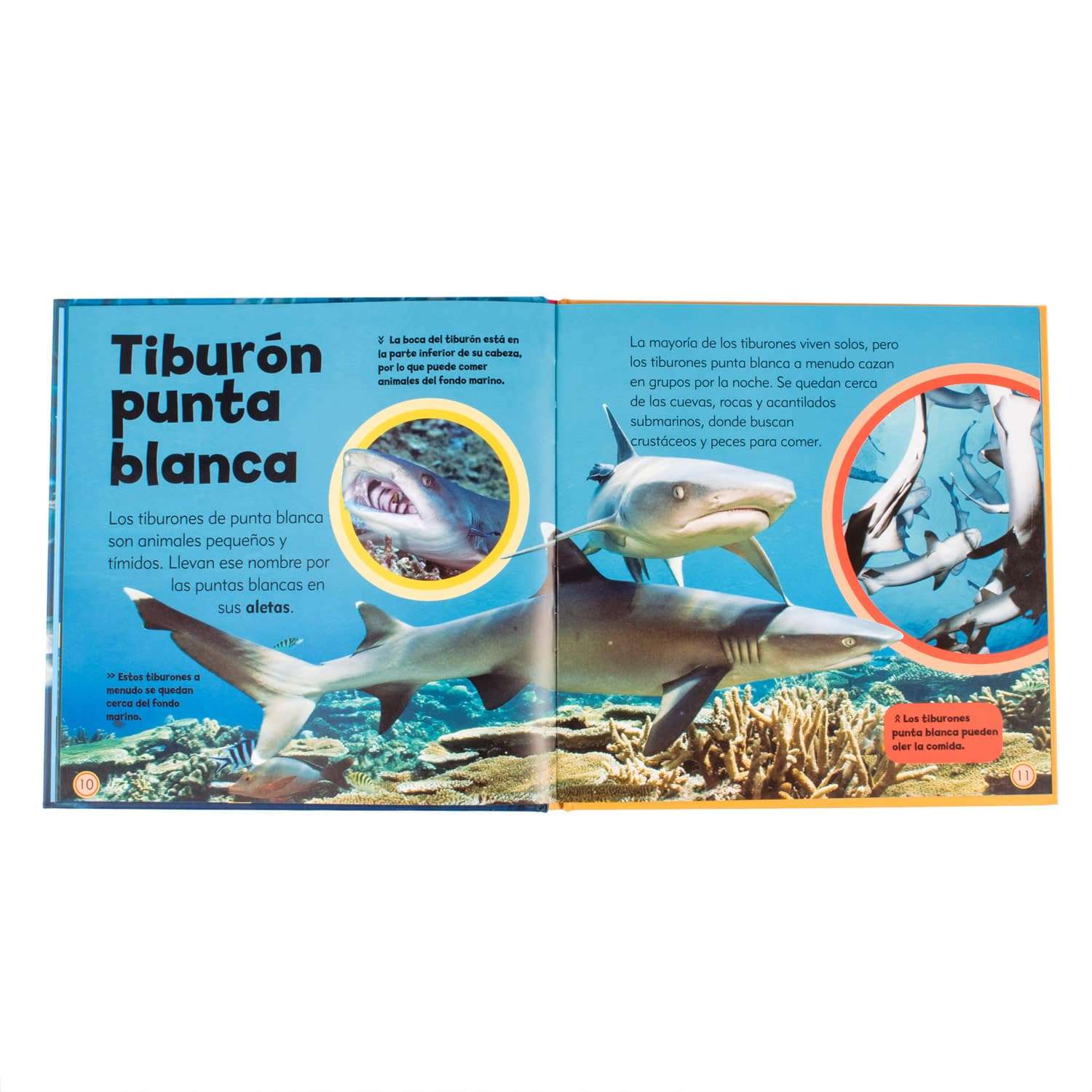 Mi queão libro de tiburones