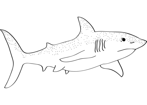 Dibujo de tiburãn para colorear dibujos para colorear imprimir gratis