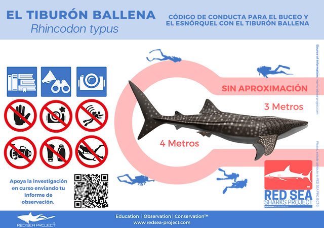 El tiburãn ballena rhincodon typus