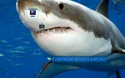 Tiburãn boquiancho by laura martãn