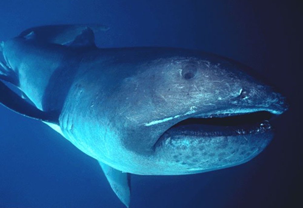 Tipos de tiburones