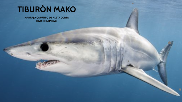 Tiburãn mako by stefania leavi