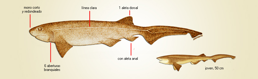 Hexanchus griseus nombre cientãfico