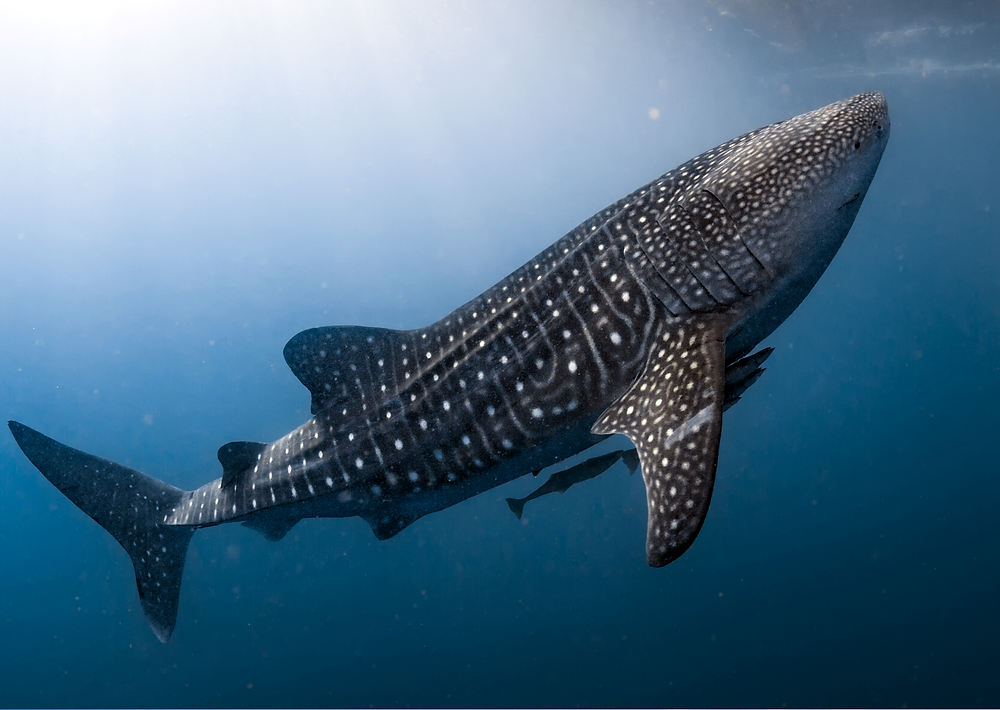 El tiburãn ballena rhincodon typus