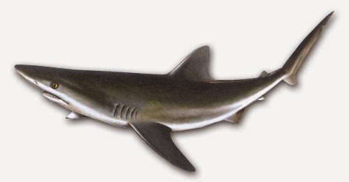 Tiburones en galicia